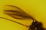 Fossil Fly (Chironomidae) and Wasp (Hymenoptera) in Baltic Amber #145402-2